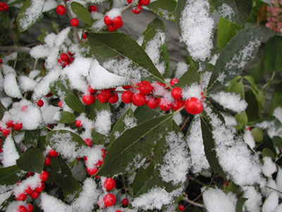 winter_berries.jpg